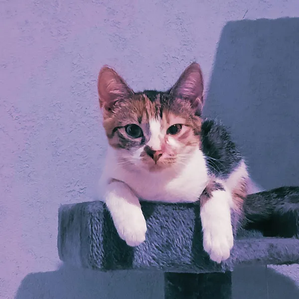 Zaginął kot, Nowa Wieś, 7 maja 2025 (1/2)