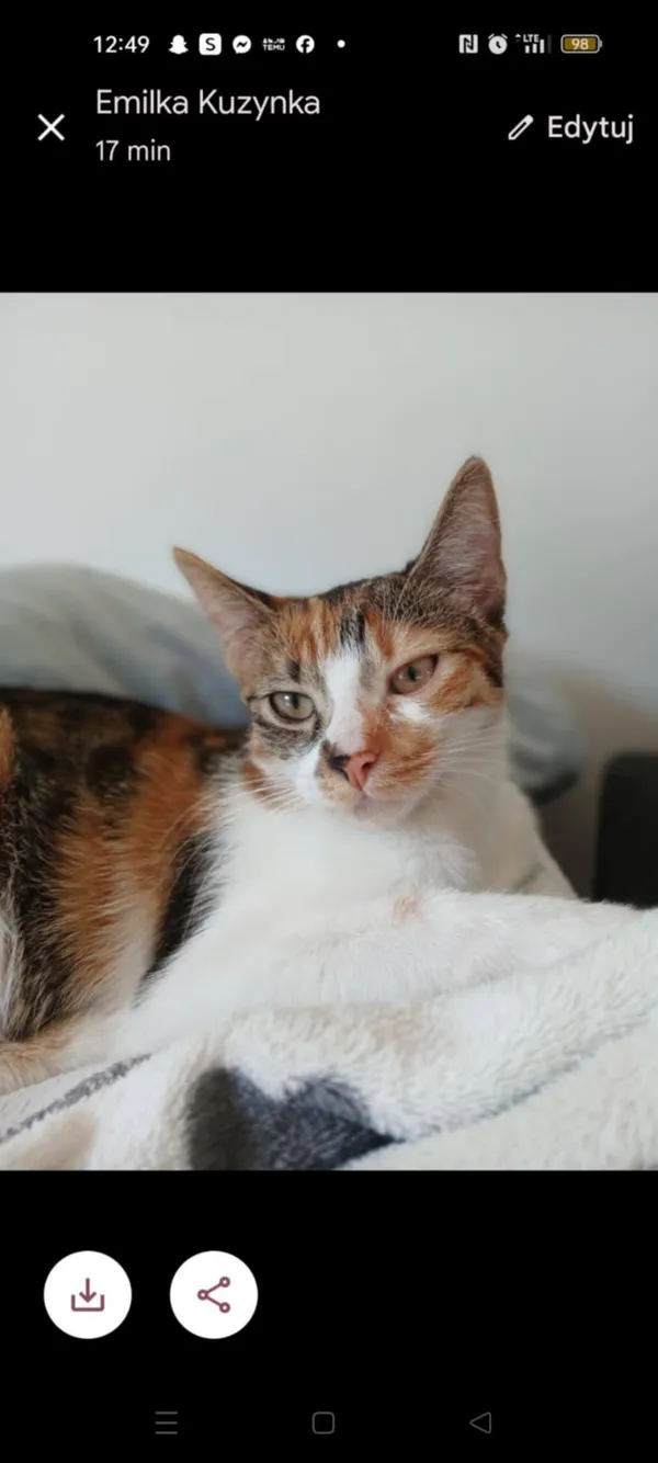 Zaginął kot, Nowa Wieś, 7 maja 2025 (2/2)