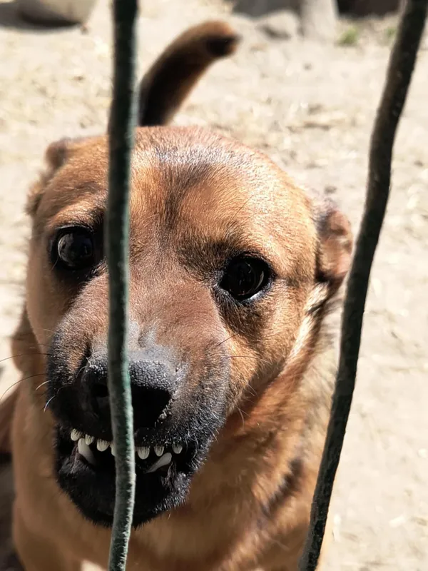 Pies do adopcji, Bełchatów, 5 lutego 2025 (1/2)