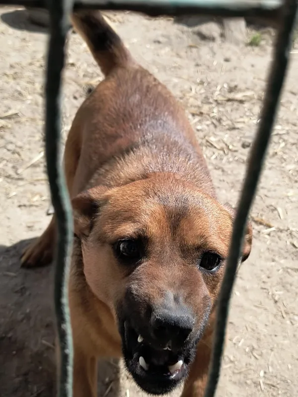 Pies do adopcji, Bełchatów, 5 lutego 2025 (2/2)