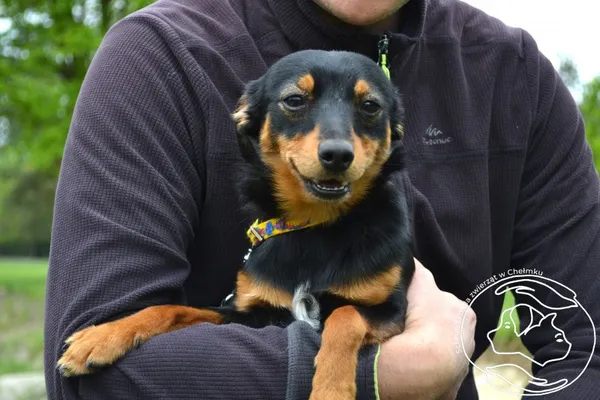 Pies do adopcji, Chełmek, 21 kwietnia 2025