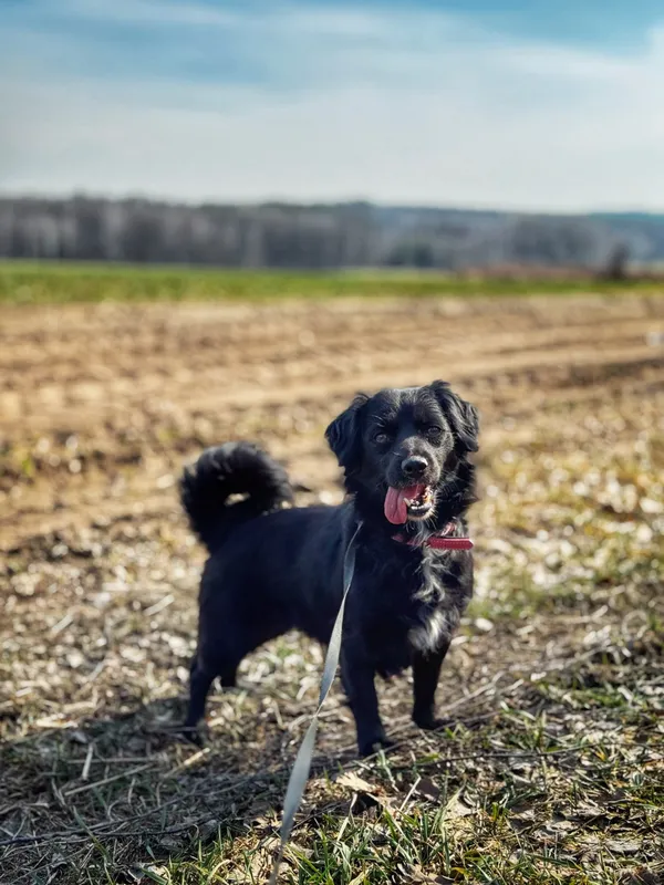 Pies do adopcji, Dłużyna Górna, 7 maja 2025 (2/5)