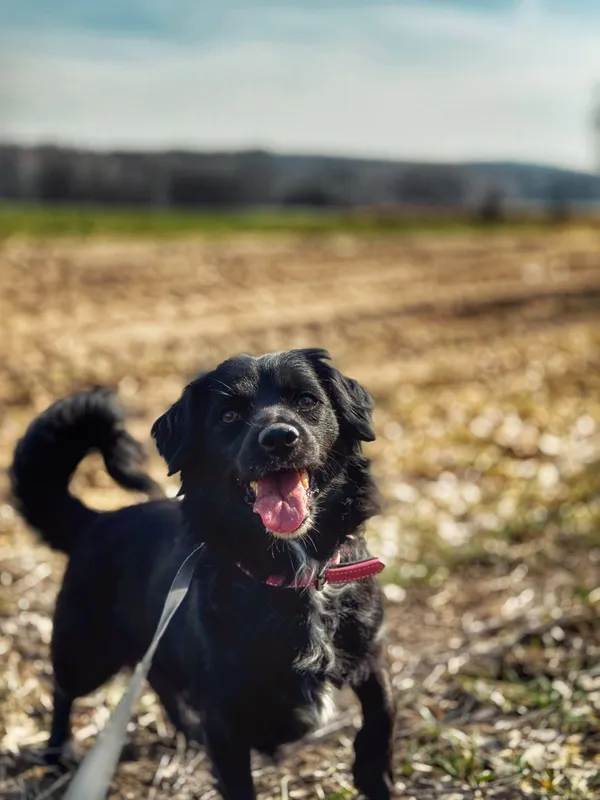 Pies do adopcji, Dłużyna Górna, 7 maja 2025 (5/5)