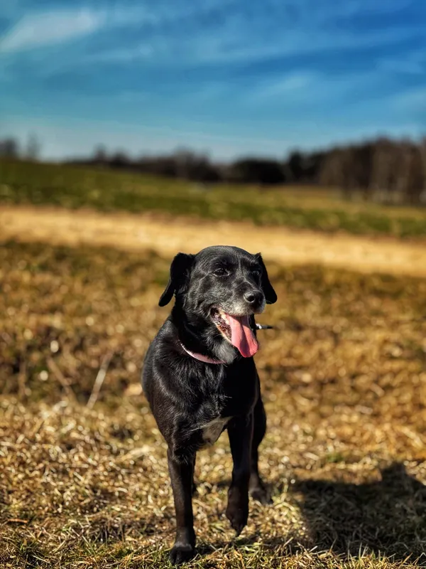 Pies do adopcji, Dłużyna Górna, 7 maja 2025 (3/5)