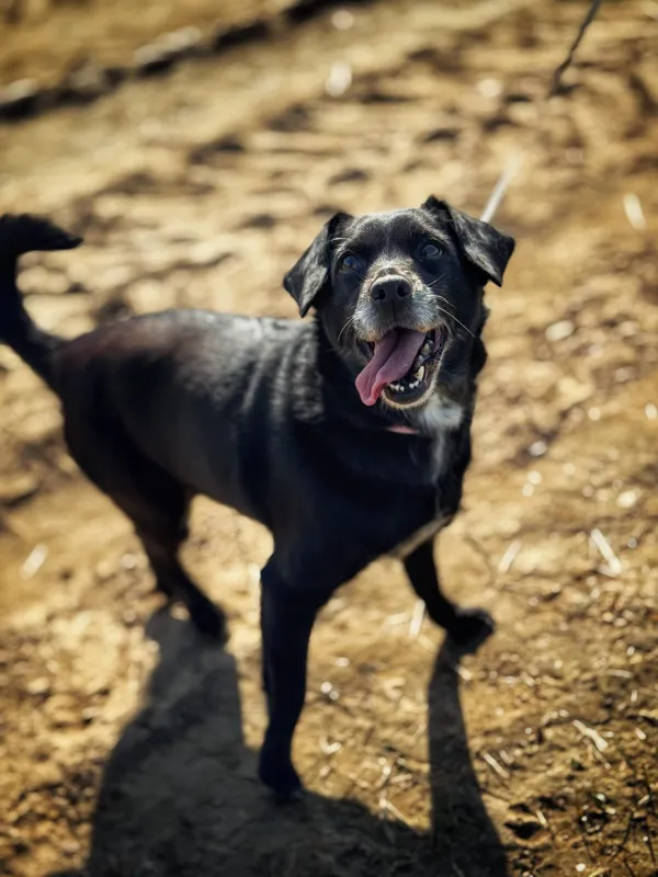 Pies do adopcji, Dłużyna Górna, 7 maja 2025 (5/5)