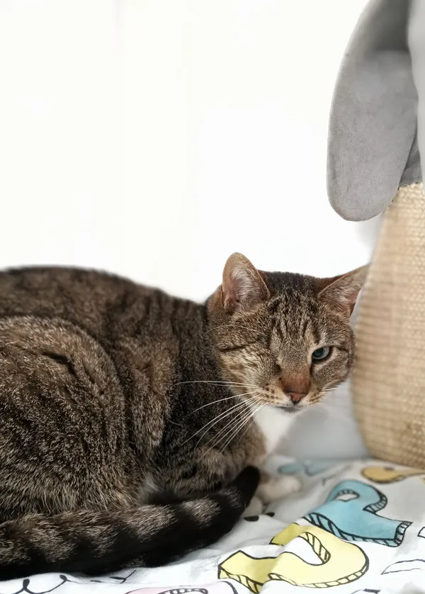 Oddam kota, Gdynia, Fikakowo, 7 maja 2025