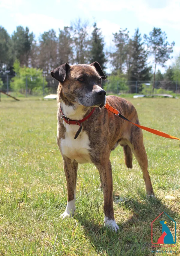 Pies do adopcji, Grudziądz, 3 maja 2025