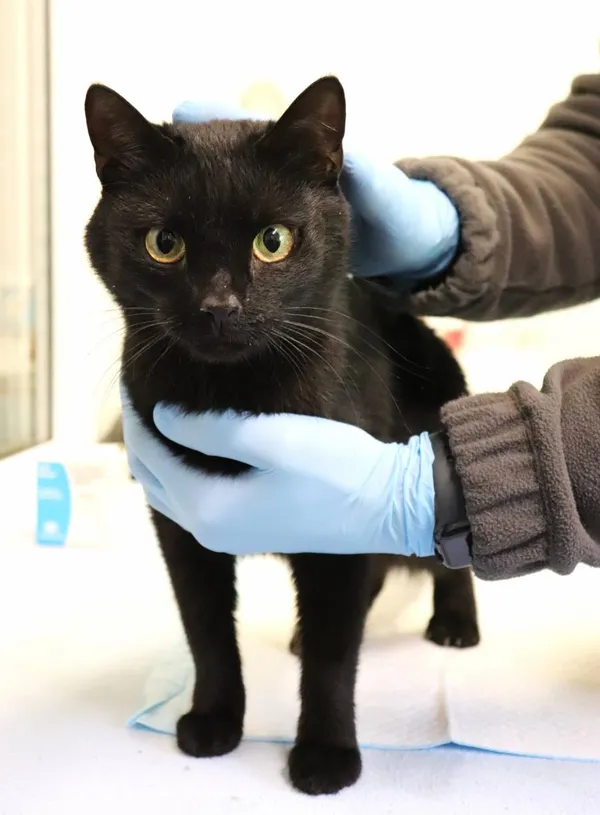 Znaleziono kota, Łódź, 6 maja 2025 (2/2)