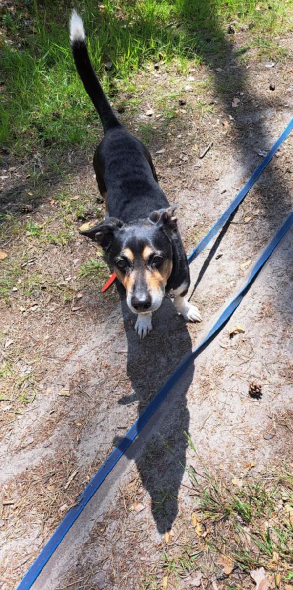 Pies do adopcji, Włocławek, 7 maja 2025 (1/3)