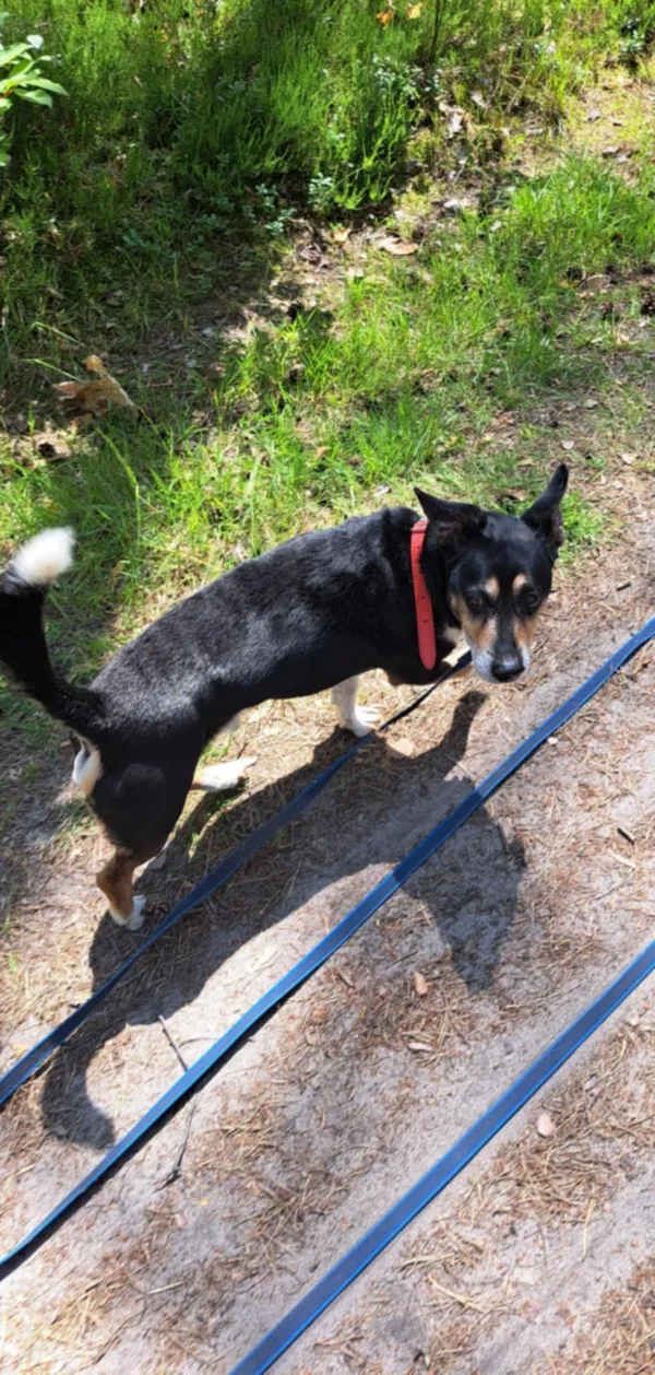 Pies do adopcji, Włocławek, 7 maja 2025 (3/3)