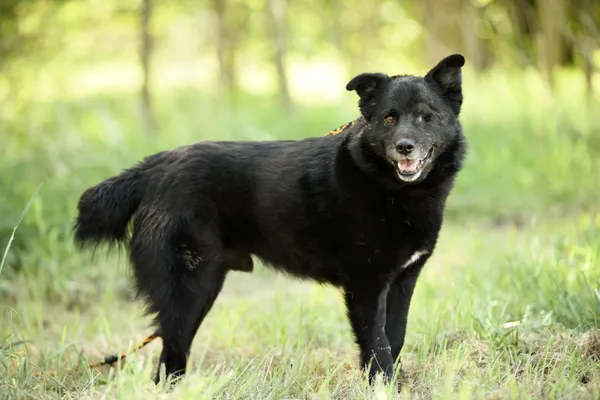 Pies do adopcji, Nowodwór, 7 maja 2025 (3/5)