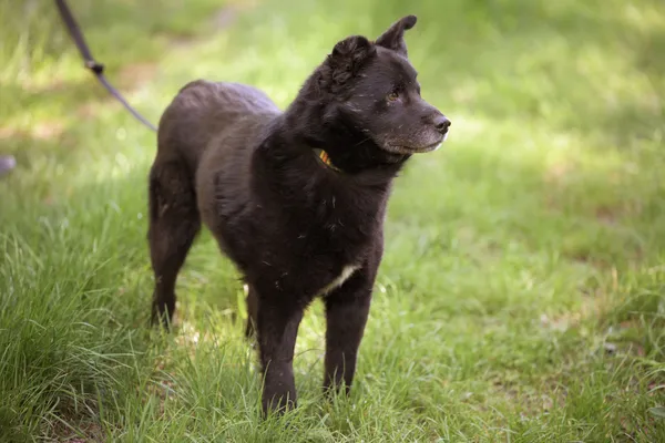 Pies do adopcji, Nowodwór, 7 maja 2025 (4/5)