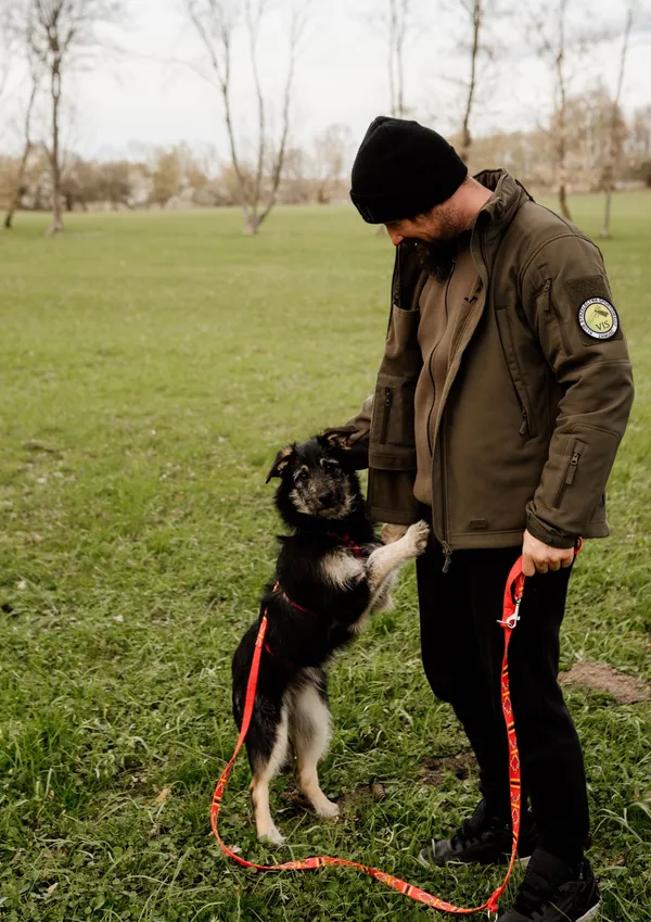 Pies do adopcji, Nowodwór, 7 maja 2025 (1/5)