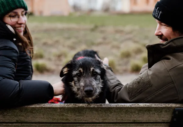 Pies do adopcji, Nowodwór, 7 maja 2025 (3/5)