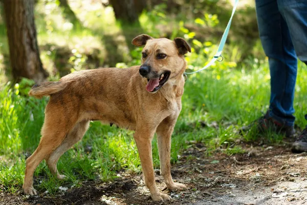 Pies do adopcji, Nowodwór, 7 maja 2025 (2/5)