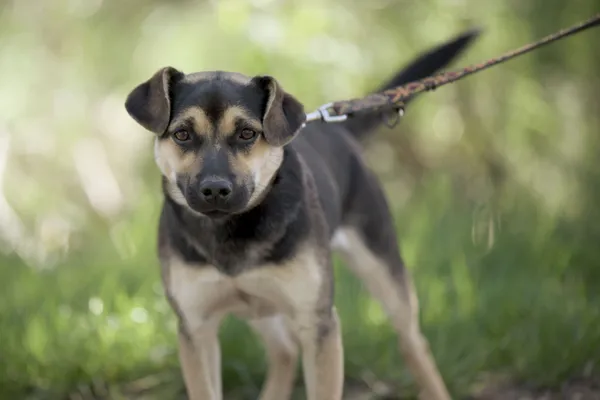 Pies do adopcji, Nowodwór, 7 maja 2025 (3/5)