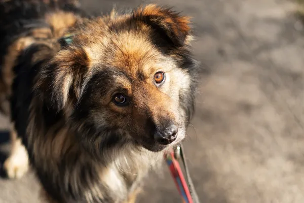 Pies do adopcji, Nowodwór, 7 maja 2025 (1/5)