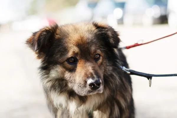 Pies do adopcji, Nowodwór, 7 maja 2025 (2/5)