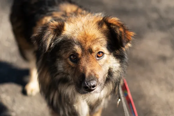 Pies do adopcji, Nowodwór, 7 maja 2025 (4/5)