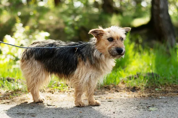 Pies do adopcji, Nowodwór, 7 maja 2025 (2/5)