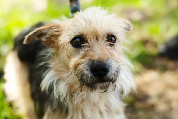 Pies do adopcji, Nowodwór, 7 maja 2025 (3/5)