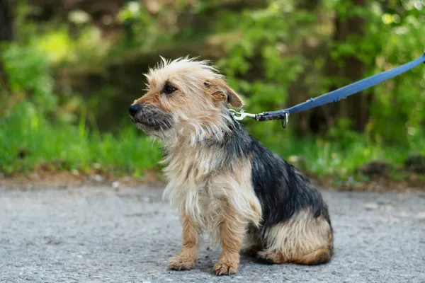 Pies do adopcji, Nowodwór, 7 maja 2025 (4/5)