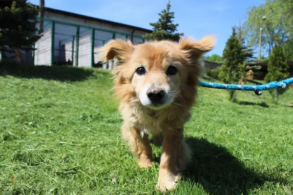 Pies do adopcji, Bełchatów, 1 kwietnia 2025 (1/5)