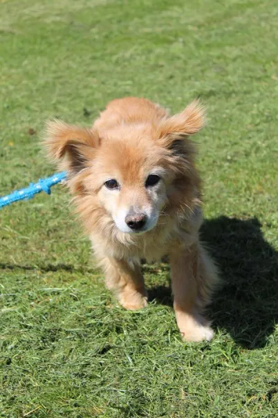 Pies do adopcji, Bełchatów, 1 kwietnia 2025 (3/5)