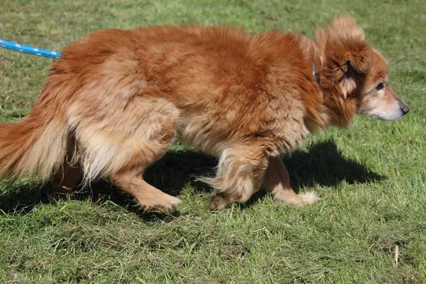 Pies do adopcji, Bełchatów, 1 kwietnia 2025 (4/5)