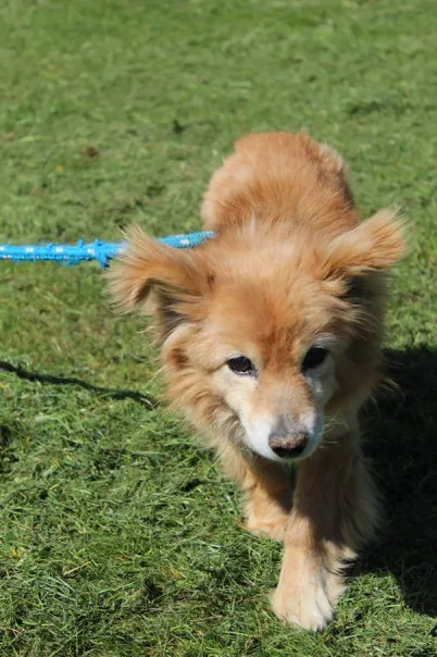 Pies do adopcji, Bełchatów, 1 kwietnia 2025 (5/5)