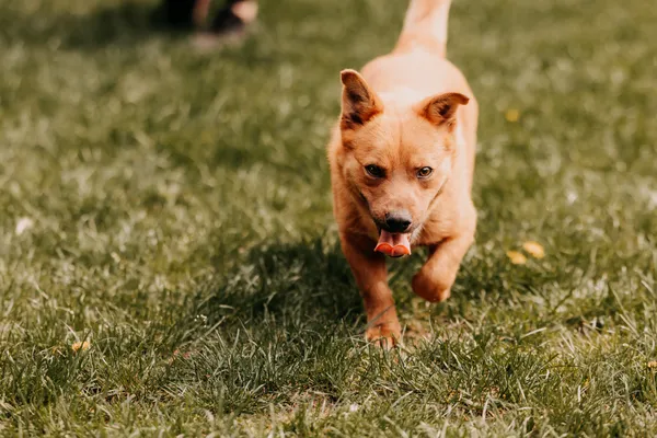 Pies do adopcji, Czartki, 7 maja 2025 (5/5)