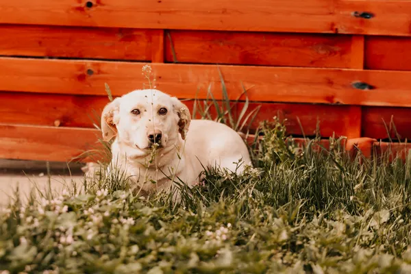 Pies do adopcji, Czartki, 7 maja 2025 (1/5)