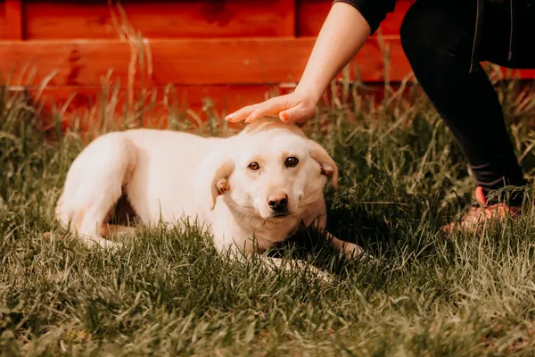 Pies do adopcji, Czartki, 7 maja 2025 (5/5)