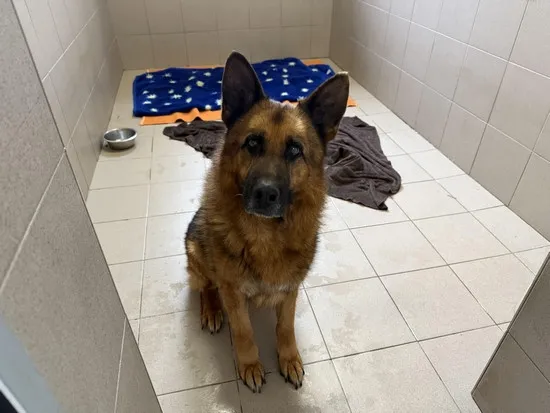 Pies do adopcji, Kraków, 23 kwietnia 2025