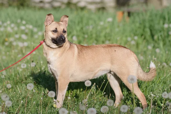 Pies do adopcji, Zgierz, 7 maja 2025 (1/5)