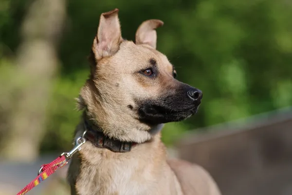 Pies do adopcji, Zgierz, 7 maja 2025 (2/5)