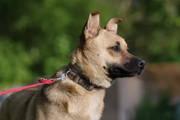 Pies do adopcji, Zgierz, 7 maja 2025 (3/5)