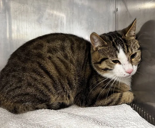 Znaleziono kota, Gdańsk, 7 maja 2025