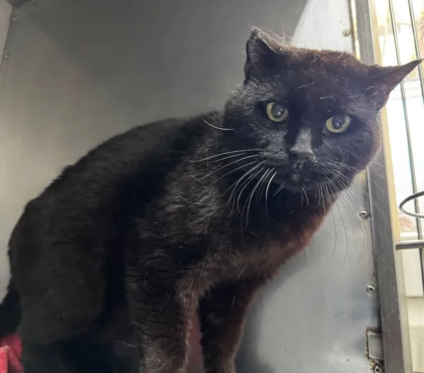 Znaleziono kota, Gdańsk, 7 maja 2025