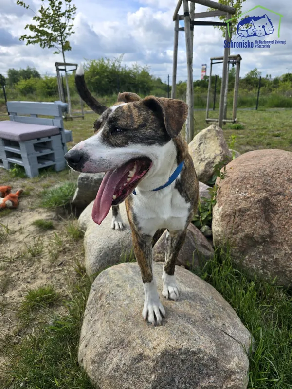 Znaleziono psa, Szczecin, 7 maja 2025 (3/4)