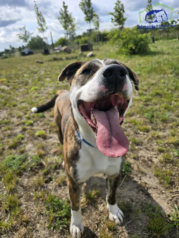 Znaleziono psa, Szczecin, 7 maja 2025 (4/4)