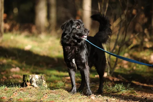 Pies do adopcji, Piła, 20 grudnia 2024 (2/3)