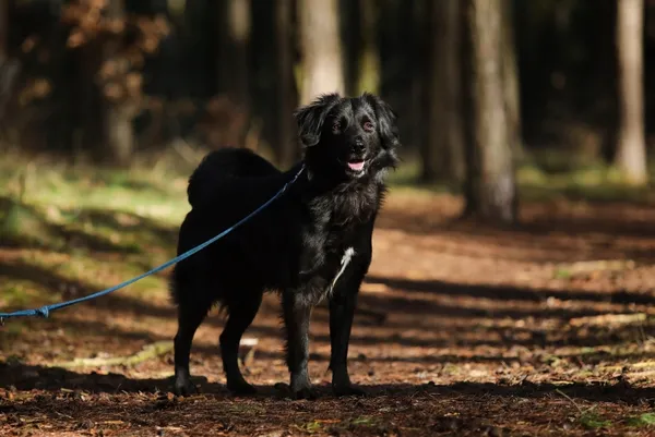 Pies do adopcji, Piła, 20 grudnia 2024 (3/3)
