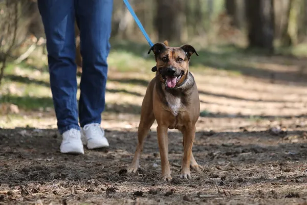 Pies do adopcji, Piła, 6 marca 2025 (5/5)