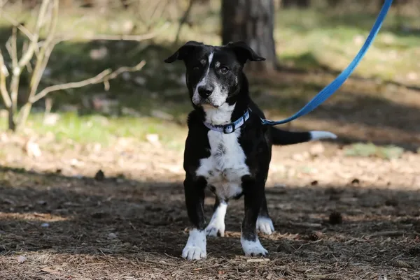 Pies do adopcji, Piła, 18 lutego 2025 (1/5)
