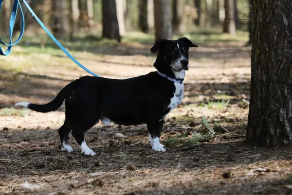 Pies do adopcji, Piła, 18 lutego 2025 (4/5)