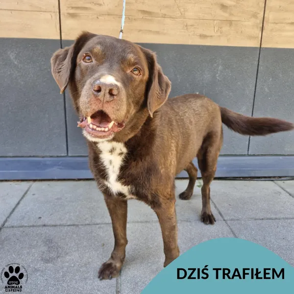 Znaleziono psa, Gdynia, 8 maja 2025