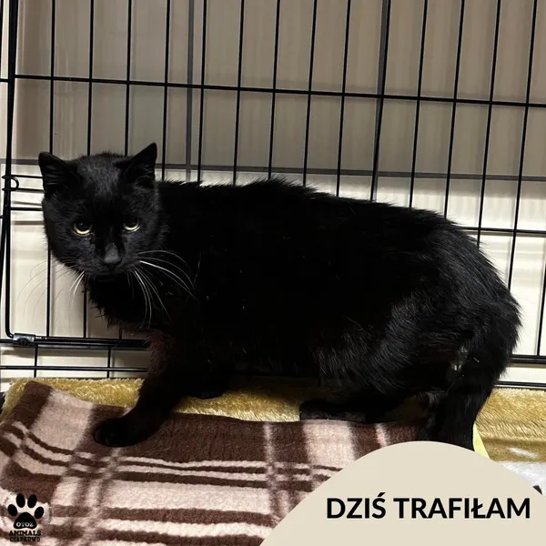 Znaleziono kota, Gdynia, 25 kwietnia 2025