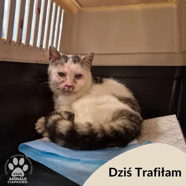 Znaleziono kota, Gdynia, 16 kwietnia 2025