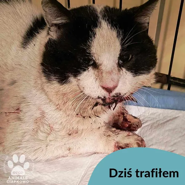 Znaleziono kota, Gdynia, 13 kwietnia 2025